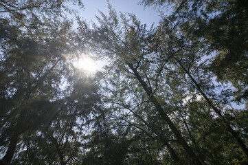 Sunlight Filtering Through Towering Trees in a Serene Forest Scene