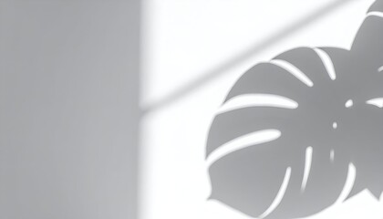 A soft, close-up shot of monstera leaf shadows cast on a bright white wall