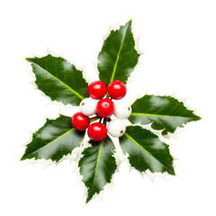 Isolated festive christmas holly sprig with red and white berries isolated on transparent background