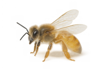 Honey bee flying, insect closeup with hairy body and transparent wings, cutout on transparent background