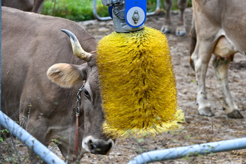 Cow using a rotating yellow grooming brush in an outdoor farm setting, showing animal care and modern livestock equipment
