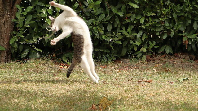 cat jums in the garden, gatto salta cacciando la piccola biscia, gatto ninja 