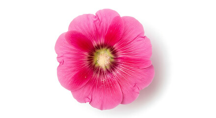 Fototapeta premium Close-up shot of a vibrant pink hollyhock flower, showcasing delicate petals and intricate details.