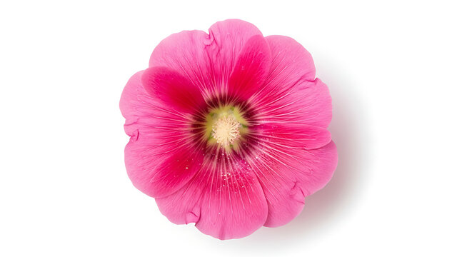 Close-up shot of a vibrant pink hollyhock flower, showcasing delicate petals and intricate details.