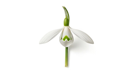 Obraz premium A single delicate snowdrop flower, Galanthus nivalis, with green markings on its petals, isolated on a pure white background.