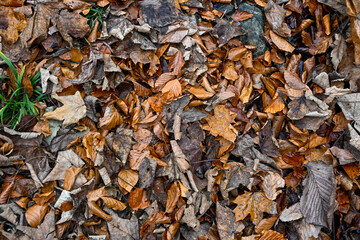 Close-up view of dry autumn leaves scattered on the forest floor, showing natural textures and seasonal colours.