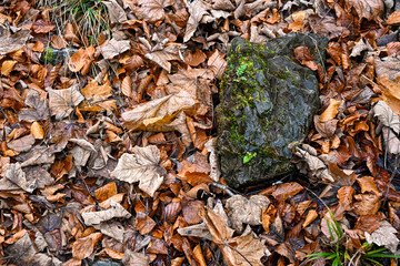 Close-up view of dry autumn leaves scattered on the forest floor, showing natural textures and seasonal colours.