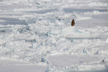 Sea of Okhotsk With drift ice in Abashiri, Hokkaido, Japan © ti1993