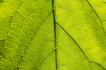 Macro photography of leaves,Leaf vain pattern macro image, green leaf macro, leaf texture, leaf background texture macro photography