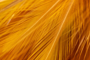 Brown feather macro close up,Close-up of brown blurred soft feather texture,Brown macro feather...