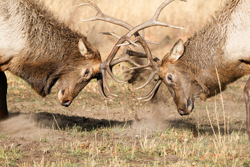 Bull Elk Dueling - Colorado