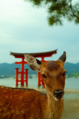 Wild deer and O-torii gate in Miyajima Island, Hiroshima, Japan © Korben