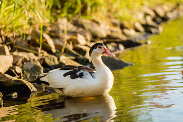 Organic duck farming on a natural lake at golden hour
