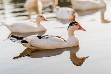 Organic duck farming on a natural lake at golden hour
