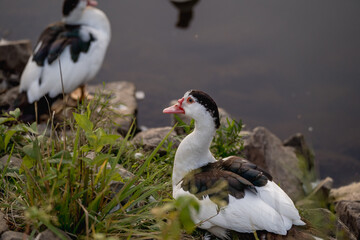 Organic duck farming on a natural lake at golden hour
