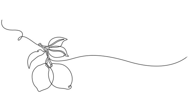 One line lemon animation. Continuous fruits and vegetables video. Natural, Self drawing simple animation of single continuous one line drawing of citrus fruit Lemon. Full length animation, Fresh lemon