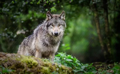 Fotobehang Wolf Gray wolf standing in a forest - France  © Willy Mobilo