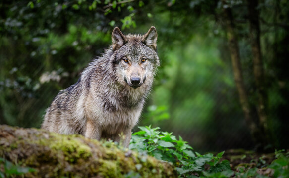 Gray wolf standing in a forest - France