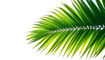 Obraz premium Close-up of vibrant green palm frond against bright white background, sunlit and detailed