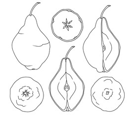 Pear illustration from different angles. Coloring page.