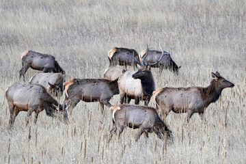 Harem and Bull Elk