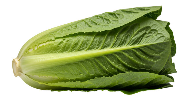 Fresh Romaine Lettuce Head on Black Background salad - Powered by Adobe