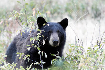 American Black Bear