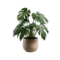 plant in a pot