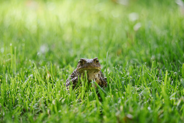 Obraz premium Kröte (Bufo Bufo) auf rasen