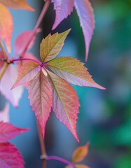 Vibrant Autumn Leaves Displaying a Spectrum of Red Pink and Orange Hues on a Vine with a Soft Blue Green Blurred Background