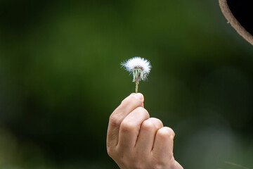 blow the dandelion fluff especially for spring