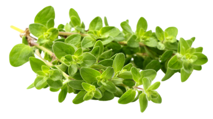 Green oregano has fresh texture on a transperent background. Ideal for herb product staging, cookbook design, or organic branding.