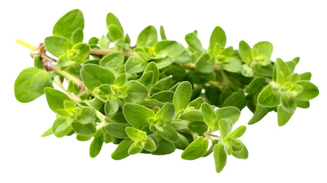 Green oregano has fresh texture on a transperent background. Ideal for herb product staging, cookbook design, or organic branding.