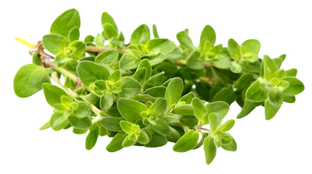 Green oregano has fresh texture on a transperent background. Ideal for herb product staging, cookbook design, or organic branding.