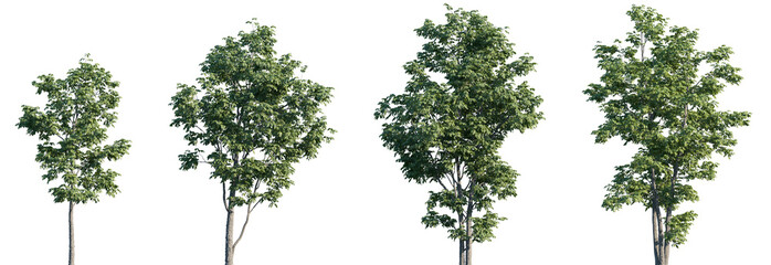 Set of Fraxinus velutina (the velvet ash, Arizona ash or Modesto ash) frontal set street trees isolated png on a transparent background perfectly cutout © Viktoria