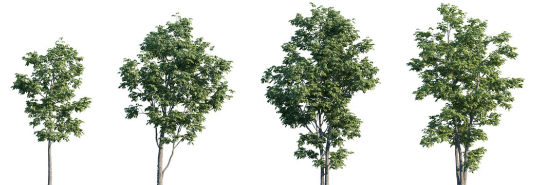 Set of Fraxinus velutina (the velvet ash, Arizona ash or Modesto ash) frontal set street trees isolated png on a transparent background perfectly cutout