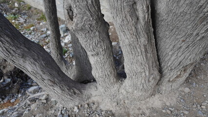 Close-up of a massive tree trunk with thick gray-brown branches and rough textured bark, longevity concept.