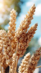 Obraz premium Golden wheat stalks stand tall against a vibrant sunset, capturing the beauty of nature and the end of the day