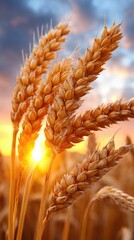 Obraz premium Golden wheat stalks stand tall against a vibrant sunset, capturing the beauty of nature and the end of the day