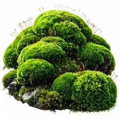 Lush, green moss mound with delicate sporophytes