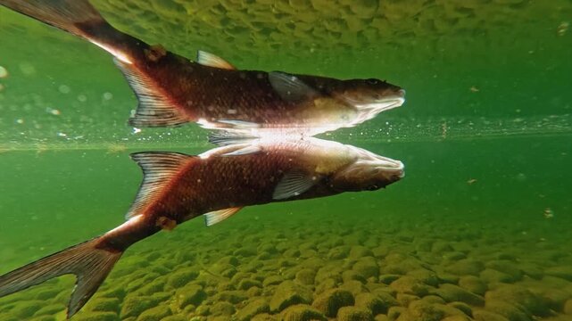 Dead bream fish floating below water surface in lake.