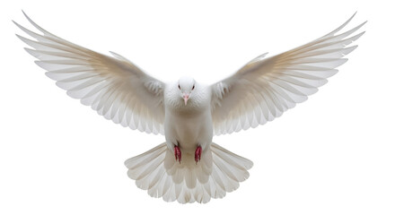 White Dove Flying with Wings Spread on Black Background
