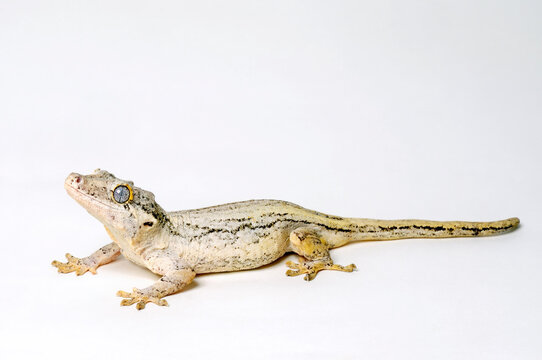 Neukaledonischer H&ouml;ckerkopfgecko // New Caledonia gargoyle gecko (Rhacodactylus auriculatus) 