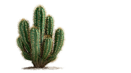 Green textured cactus with thorns isolated on a transperent background. Ideal for product staging, branding, and social media.