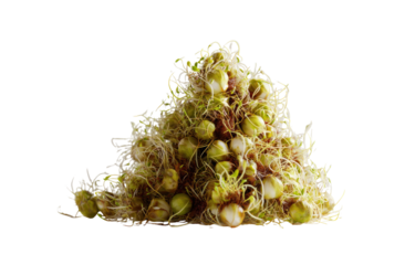 Sprouted seeds piled in a triangle shape