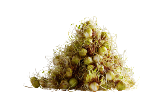 Sprouted seeds piled in a triangle shape