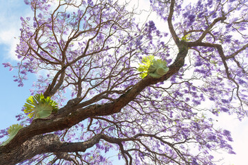 Palisanderholzbaum Jacaranda mimosifolia in voller Blüte mit magischen violettblauen Blüten. Auf...