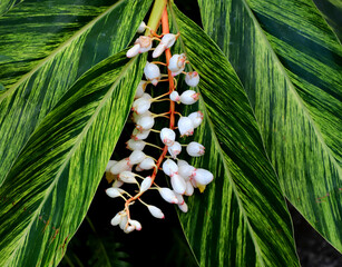Shell ginger plant with its white buds in the middle.