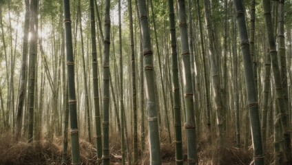 Fototapeta premium Dense Bamboo Forest with Sunlight Filtering Through the Trees.