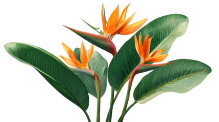 Bird of Paradise stands out with orange petals and green leaves. Use for branding, product design, and posters with a transparent background.